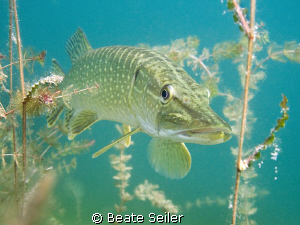 Northern pike ,taken with Canon G10 by Beate Seiler 